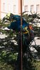 Страхувальна система Edelrid TreeRex Triple Lock